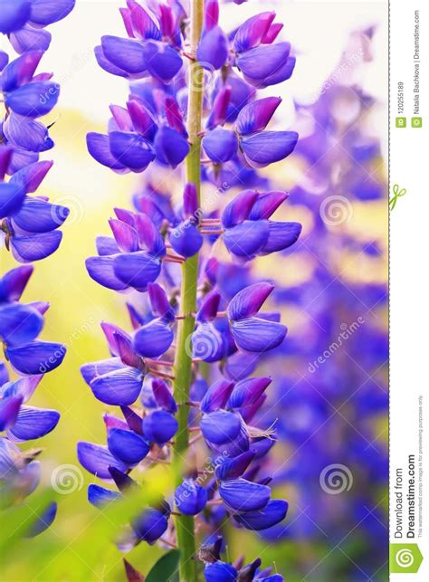 Vertical Background Of Bright Beautiful Blue Lupine Flowers Grow Stock