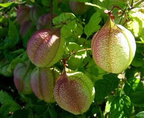 rare balloon vine seeds look like hot air balloon etsy