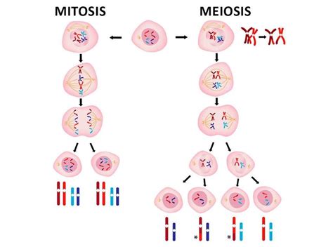 Fases De Mitosis Y Meiosis Hot Sex Picture