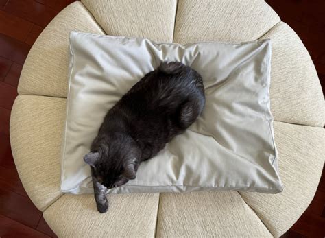 Plush Cat Bed Pillow Catsessentials