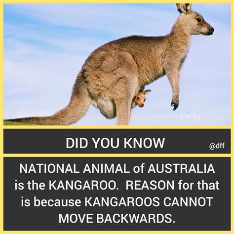 Kangaroos can't walk backward