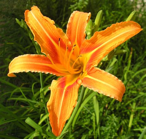 Check spelling or type a new query. Daylily (Hemerocallis) - Nutrition Facts, Benefits, Uses ...