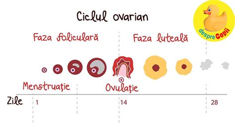 Ce este ovulația esența fertilitații unei femei iată cum se calculează și ce semne are
