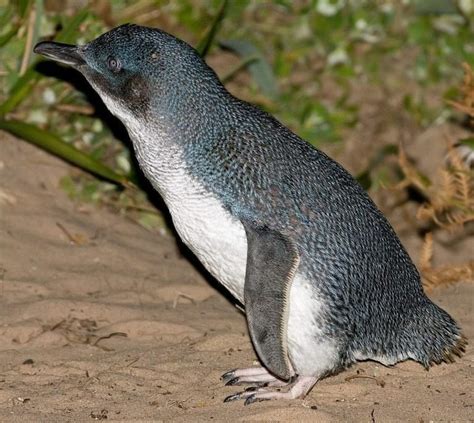 Penguins Spheniscidaepart 1 Pikabumonster