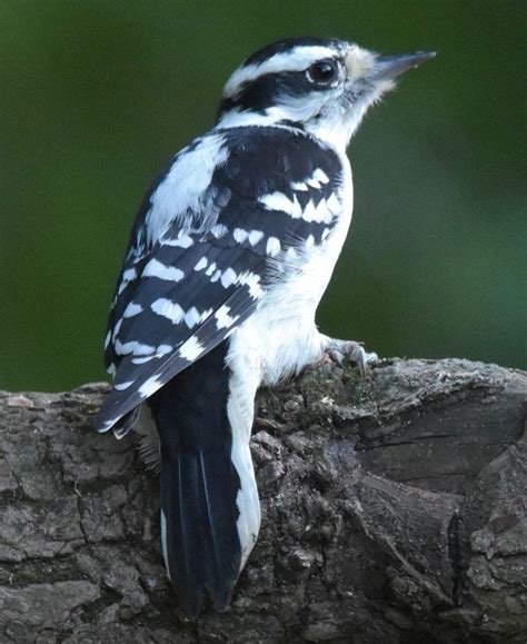 Everything You Need To Know About Woodpeckers In Indiana Bird Advisors