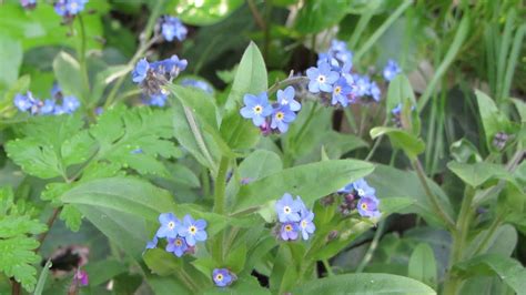 They look spectacular when interplanted with spring bulbs and alongside other shade. Meet the Forget Me Not Flower - YouTube