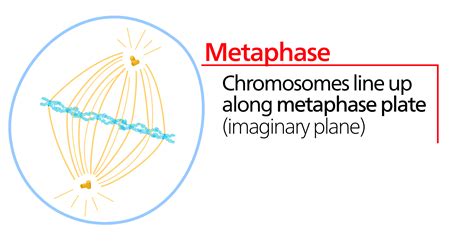 Chromosomes Line Up In The Center Of The Cell During Which Phase