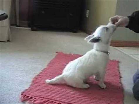 Ages and stages in puppy training. Westie puppy -12 weeks - tricks - cute -potty training ...