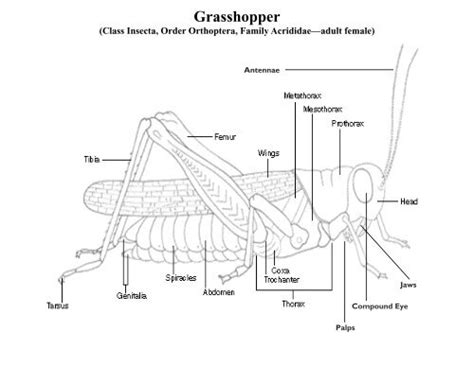 Maycintadamayantixibb Female Reproductive System Of Grasshopper