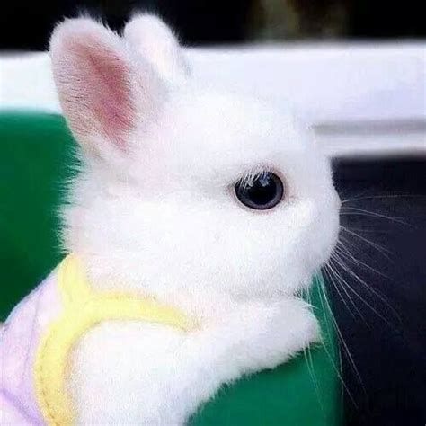 Adorable Little Bunny Rabbit Pictures Photos And Images For Facebook