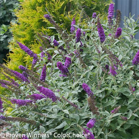 Dapper® Lavender Butterfly Bush Plant Addicts