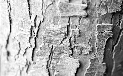 Bark Wallpapers Wallpaper Cave