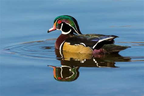 The Vibrant Wood Duck Is One Of The Most Colorful Water Bird Species In