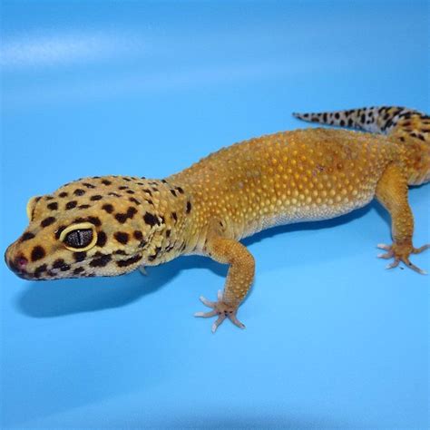 Tangerine Leopard Gecko Adult Females