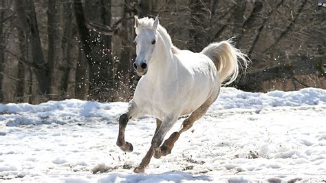 10 Best Free Horse Wallpaper For Computer Full Hd 1080p For Pc