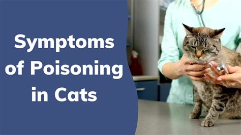 Symptoms Of Poisoning In Cats Wag Youtube