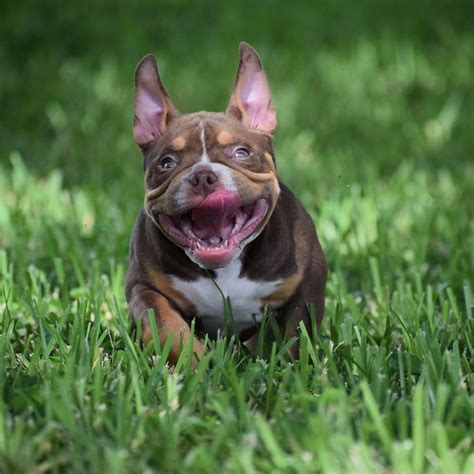 Gentle and loving towards people. THE LILAC & CHOCOLATE TRI COLOR AMERICAN BULLY (With ...