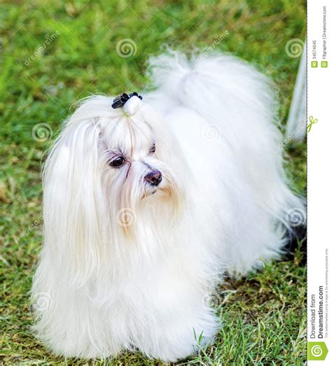 Maltese Dog Stock Image Image Of Fluffy Animal Grass 34574045