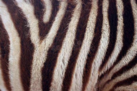 Baby Zebra Stripes Stock Photo Image Of Texture Closeup