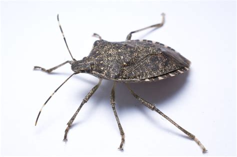 Stink Bug From Side1 Advance Pest Control