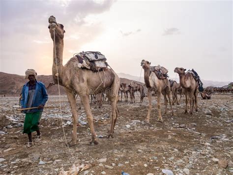 Camel Market In The Afar Region In Northern Ethiopia Editorial