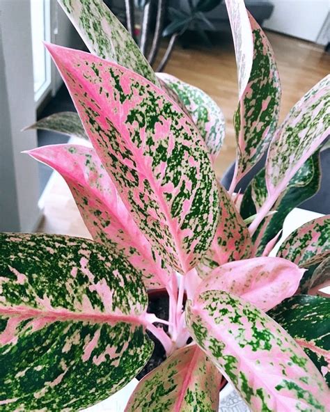 Psa Pink Houseplants Exist And Theyre Absolutely Stunning 1000