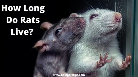 How Long Do Rats Live All You Need To Know
