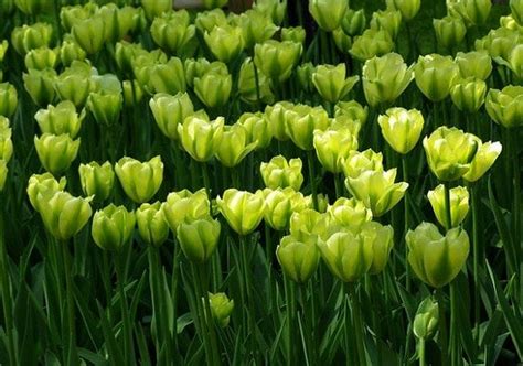 23 Types Of Green Flowers Green Flower Names