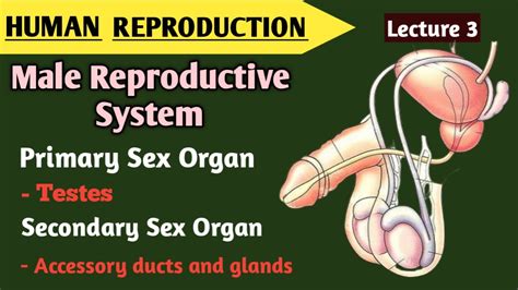 Reproduction In Human Beings Male Reproductive System Lecture 3 Primary Secondary Sex