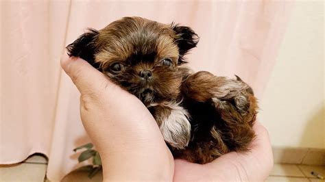 Cute Tiny Puppy Sleeps In My Hand Shih Tzu Youtube