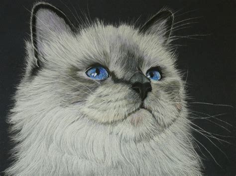 Pencilpix By Sue Clinker 1304 Ragdoll Cat 99 Finished
