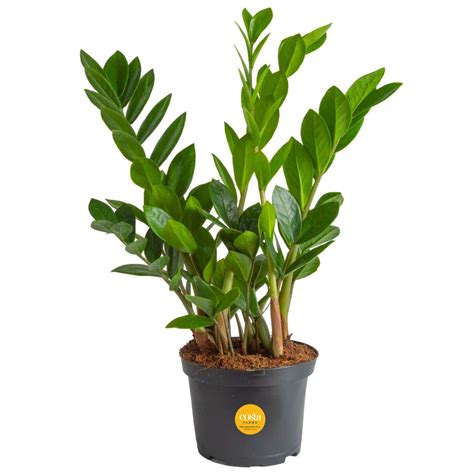 Buy Costa Farms Zz Live Indoor House Potted In Nursery Pot Easy Care