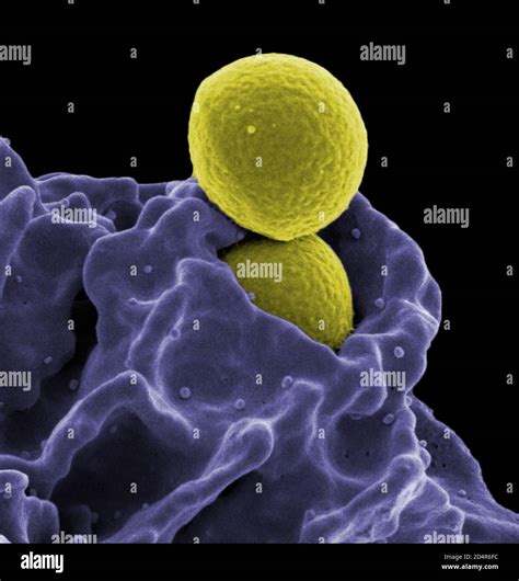 Phagocytosis White Blood Cell Sem Hi Res Stock Photography And Images