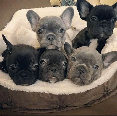 French Bulldog Puppies For Sale Atlanta Ga 292448