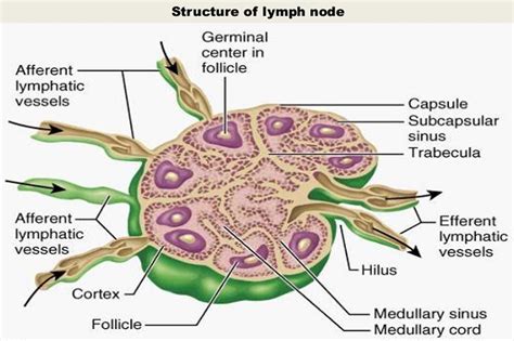 Where Are Lymph Nodes Located Tewslearning