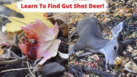 Learn How To Trackfind Gut Shot Deer No Excuses Not To Harvest