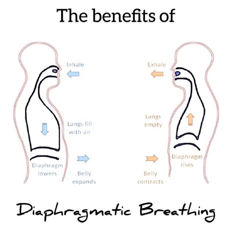 Diaphragmatic Breathing Diaphragmatic Breathing Pharmacology Nursing