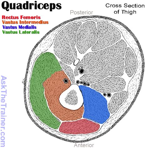 Check spelling or type a new query. Upper Thigh Cross Sectional Anatomy / Chapter 12 ...