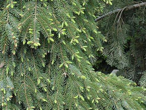 Find help and information on picea omorika 'bruns' serbian spruce, including varieties and pruning advice. Serbian Spruce, Picea omorika 'Pendula Bruns' | Ryeland