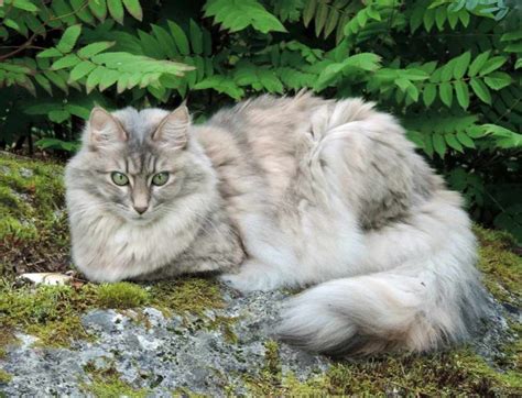 Turkish Angora Cat Breed Size Appearance And Personality