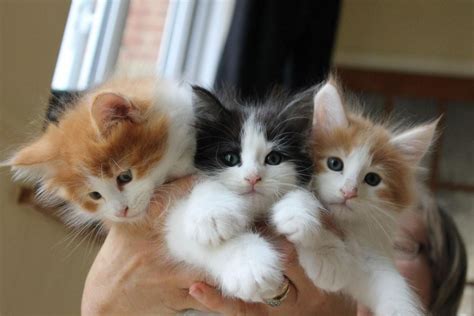 Norwegian Forest Cat Kittens For Sale