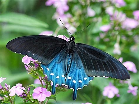 The caterpillars and later stages retain the toxins from the plant and use them to discourage predators. The Pipevine Swallowtail