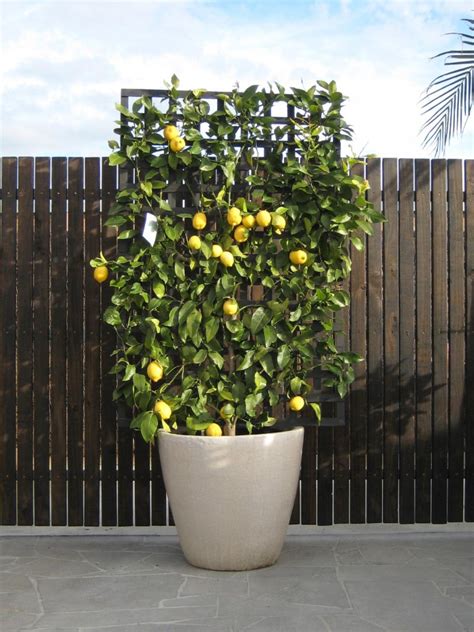 Feb 12, 2021 · sample fruit from varieties of apple trees you think you might want before you commit to planting. Espaliered Fruit Trees: Small Space Orchard Garden