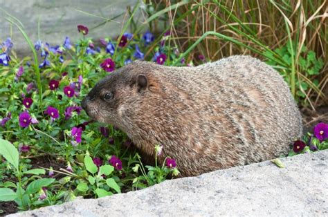 How To Deter Groundhogs From Your Garden Kalleco Nursery Corp