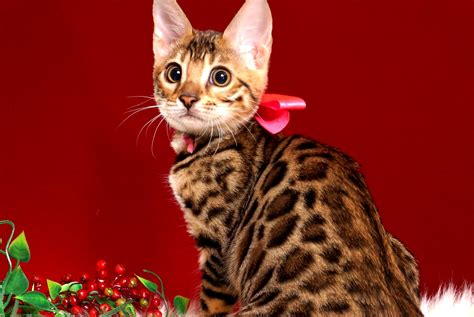 ベンガルの子猫 2018 10 8生まれ 573番ピンクちゃん メス キャットクレスト公式ページ
