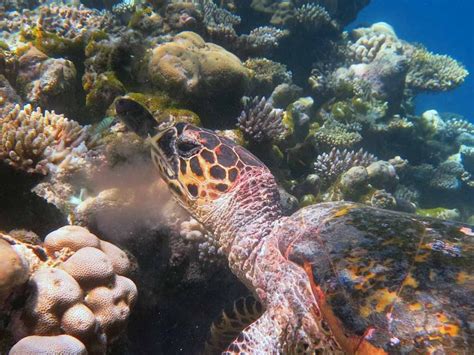 Why Are Sea Turtles Important To Coral Reefs Olive Ridley Project