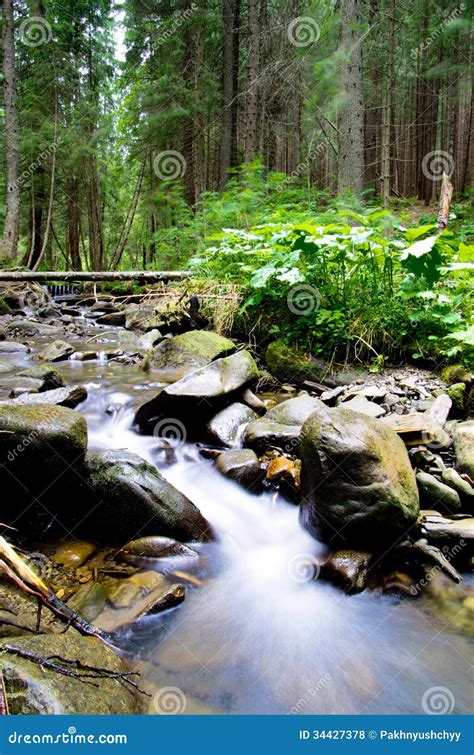 Forest Stock Photo Image Of Travel Reserve Water Spring 34427378