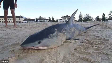 Mako Shark Washes Up On Bondi Beach