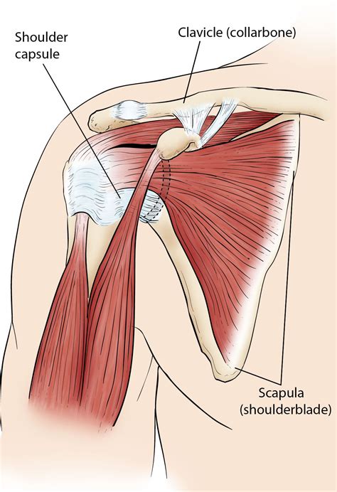 Shoulder Anatomy Medical Vector Illustration Arm Muscles Stock Vector