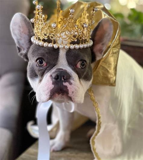 Gold Color Crown For Dog Or Cat Princess Dog Crown Crown Etsy